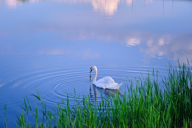 El cisne blanco solitario se alimenta del agua azul del fondo del pájaro del lago