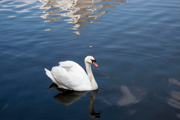 Cisne blanco solitario en un lago azul