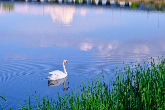 El cisne blanco solitario nada en el agua azul del fondo del pájaro del lago