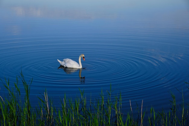 El cisne blanco solitario nada en el agua azul del fondo del pájaro del lago