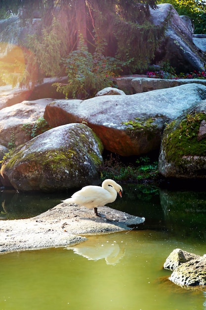 Cisne blanco solo cerca del agua en el parque