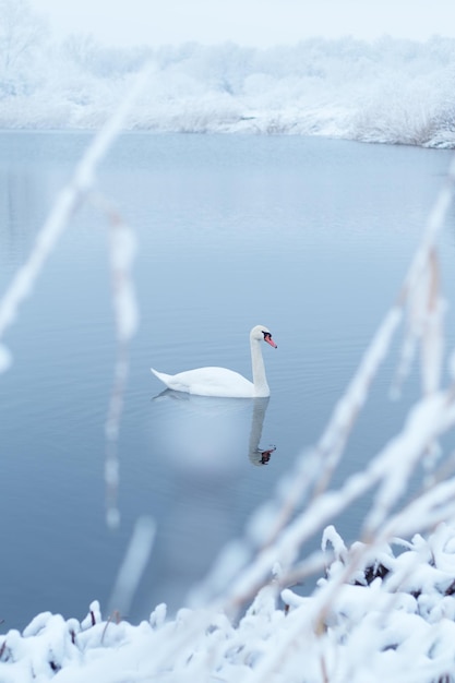 El cisne blanco solo nada en el agua del lago de invierno al amanecer