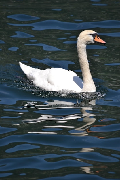 Cisne blanco solo nadando en el agua