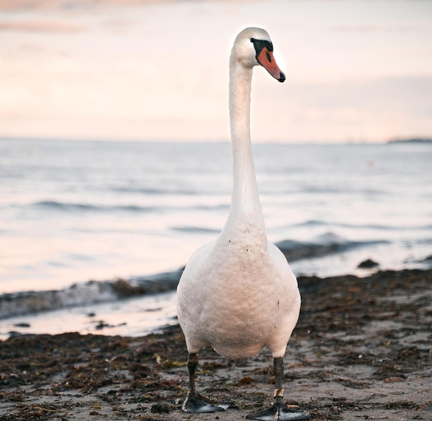 Cisne blanco solo en la orilla del mar