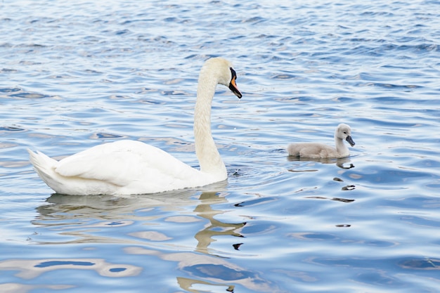 Cisne blanco con su pollito nadando