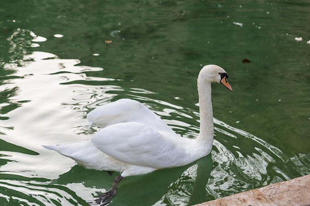 cisne blanco