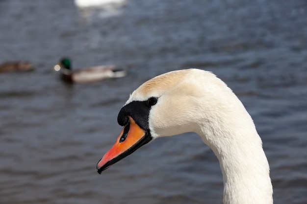 Cisne blanco