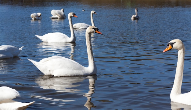 cisne blanco