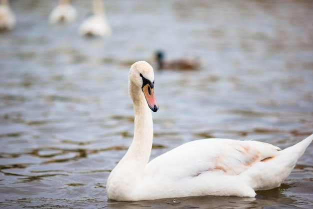 Cisne branca bonita no rio vltava de praga e charles bridge no fundo. karluv most e cisnes brancos