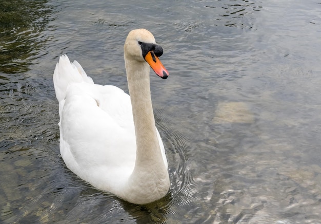 Cisne branco adulto nadar no rio na Inglaterra