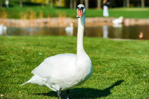 Cisne branco andando na grama verde perto do lago