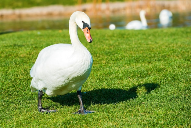 Cisne branco andando na grama verde perto do lago