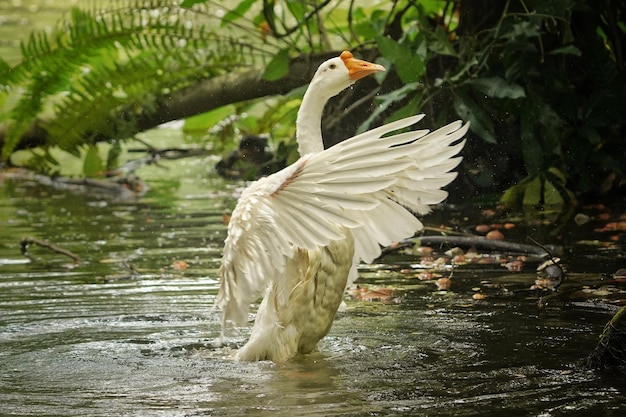 cisne branco batendo asas