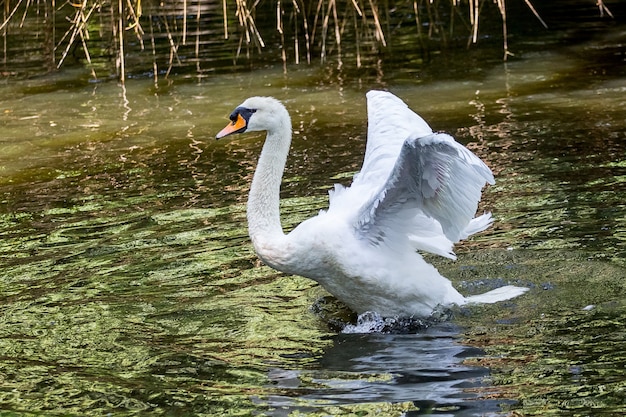 Cisne branco com asas levantadas no rio_