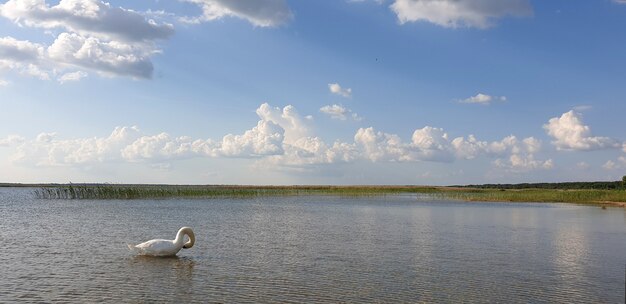 Cisne branco de neve solitário nadando em um lago limpo e fresco com um lindo horizonte de nuvens e céu azul em um dia quente e ensolarado de verão