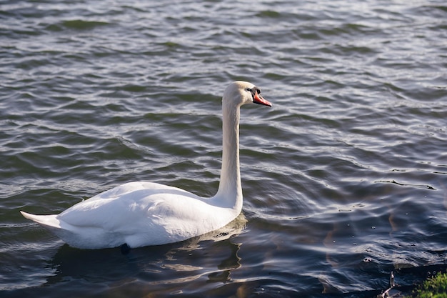 Cisne branco em um lago nebuloso ao amanhecer