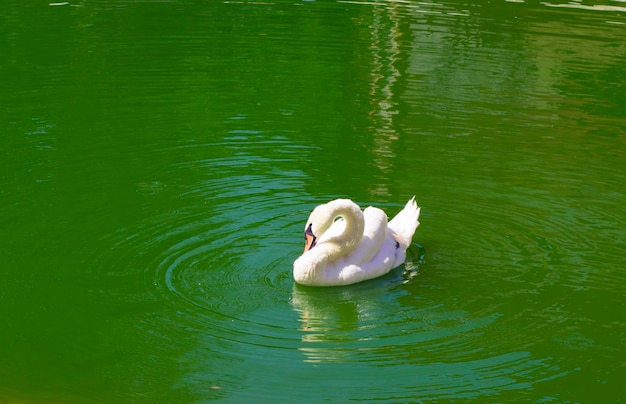 Cisne branco em um lago verde