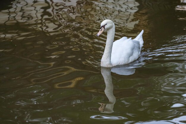 Cisne branco está nadando no rio