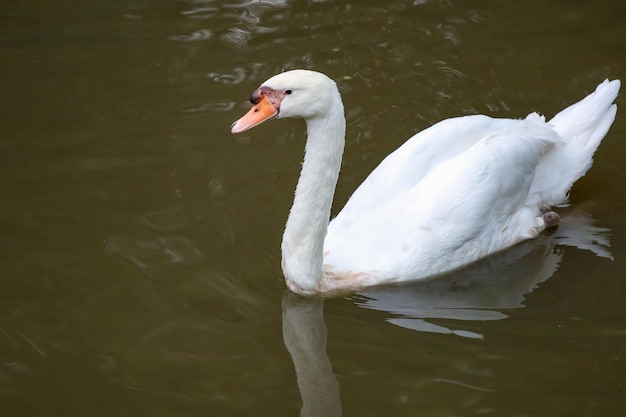 Cisne branco está nadando no rio