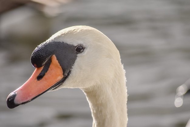 Cisne branco está olhando para a câmera