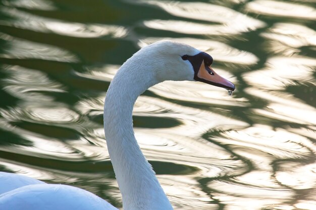 Cisne branco flutuando gracioso no lago