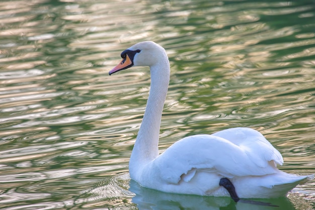 Cisne branco flutuando gracioso no lago