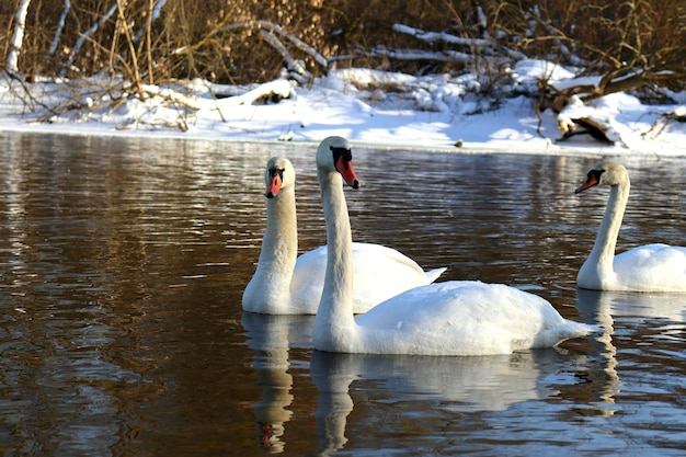 Cisne branco flutuando na água