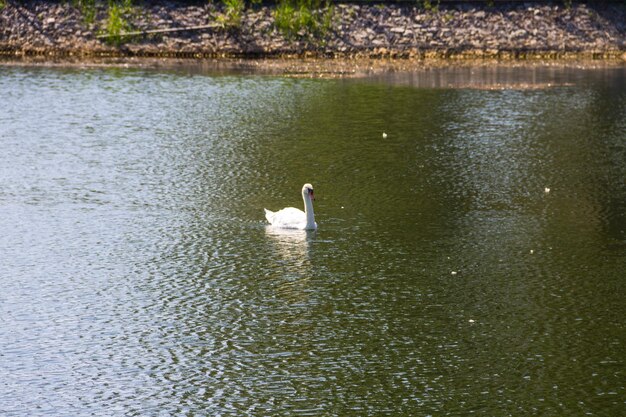 Cisne branco flutuando no lago