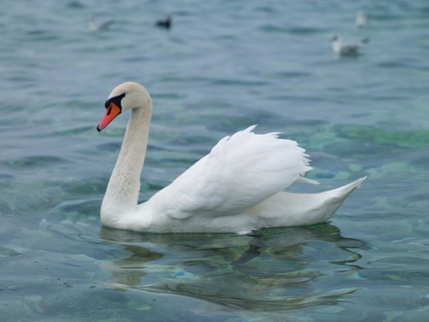 Cisne branco flutuando no rio