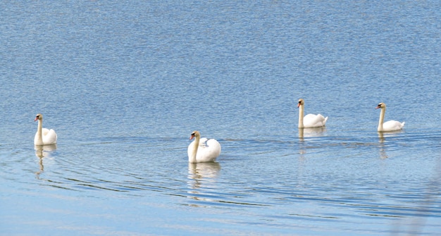 Cisne branco gracioso nadando nos cisnes do lago em estado selvagem