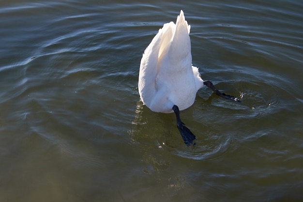 Cisne branco na água. Cisne branco tentando alcançar comida debaixo d'água