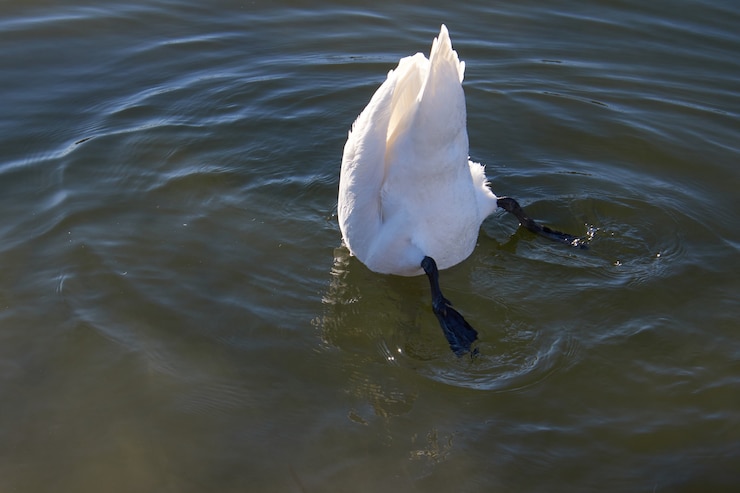 [HUNT 17] Henry e Nyash - Um belo dia para ir as compras - Página 5 Cisne-branco-na-agua-cisne-branco-tentando-alcancar-comida-debaixo-d-agua_353022-154