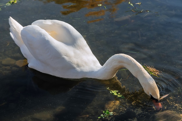 Cisne branco na água do lago em um dia ensolarado