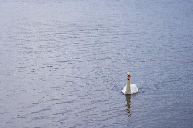 Cisne branco na costa do mar Báltico, na Finlândia.