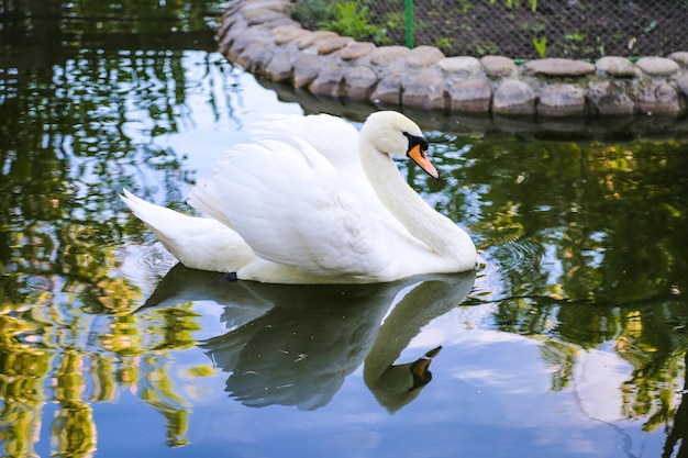 Cisne branco na lagoa