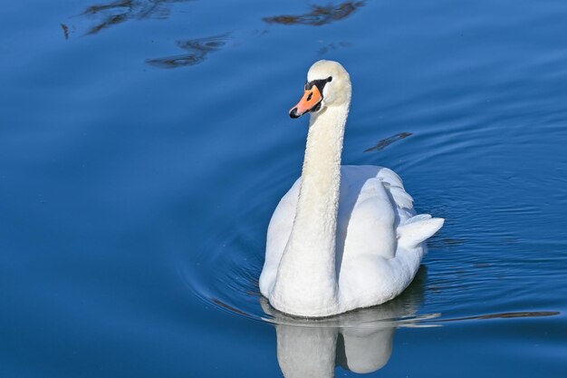 Cisne branco nada lentamente no lago