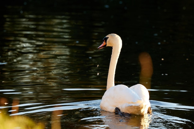 Cisne branco nadando em um lago