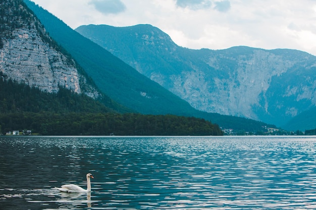 Cisne branco nadando na água do lago azul