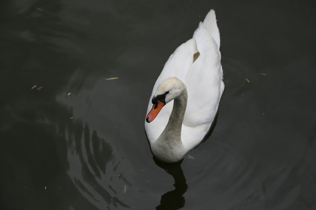 Cisne Branco nadando na lagoa