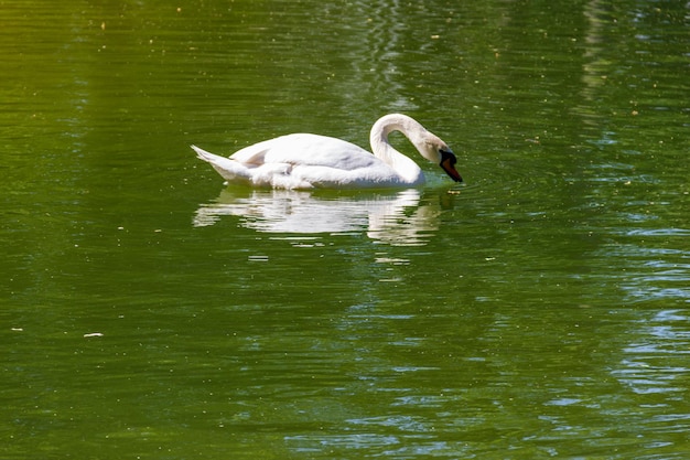 cisne branco nadando no lago