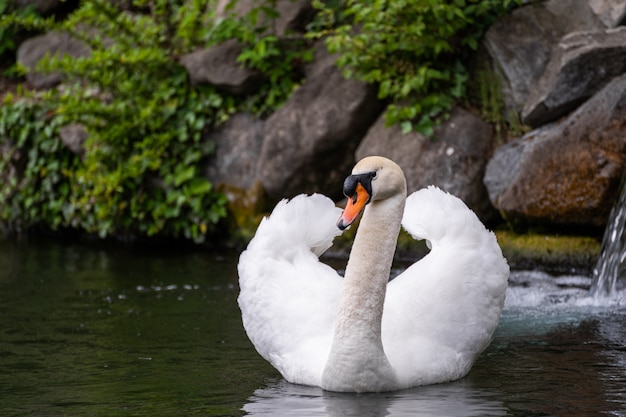 Cisne branco nadar na cena da água