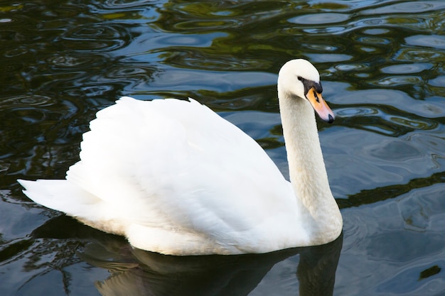 Cisne branco no lago azul, vista lateral muito close-up