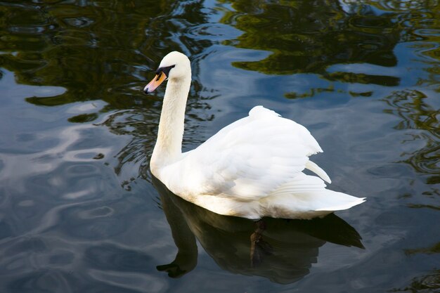Cisne branco no lago azul, vista lateral muito close-up