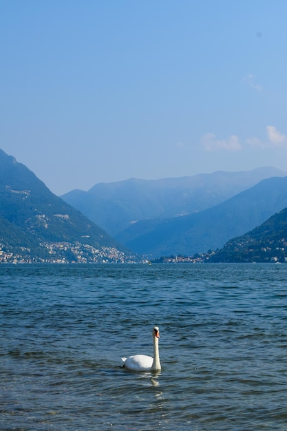 Cisne branco no Lago de Como, Itália