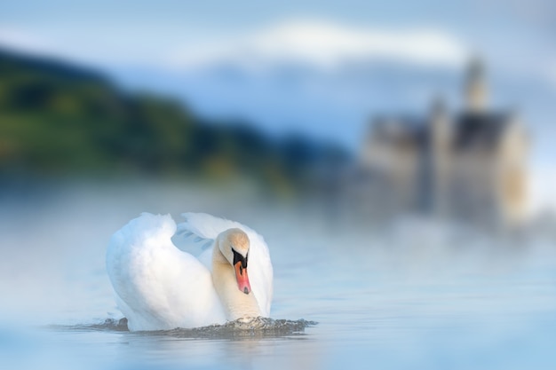 Cisne branco no lago no castelo e na montanha