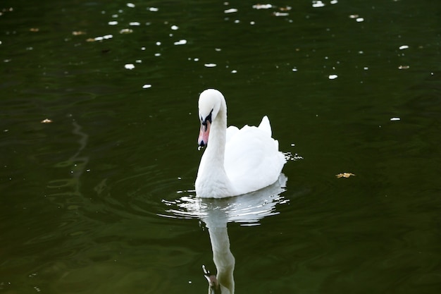 Cisne branco no lago