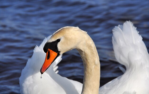 Cisne branco no lindo mar