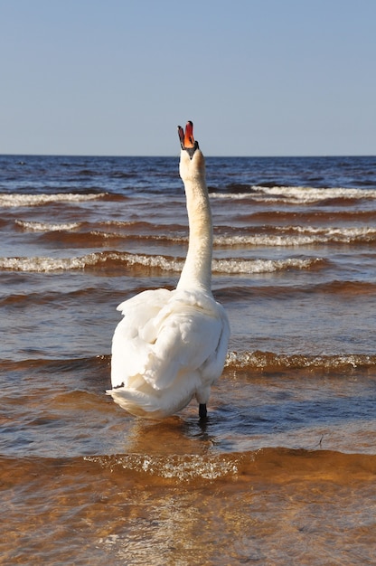 Cisne branco no lindo mar