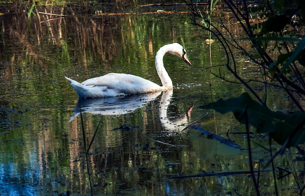 Cisne branco no rio Reflexões na superfície da água