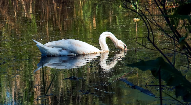 Cisne branco no rio Reflexões na superfície da água